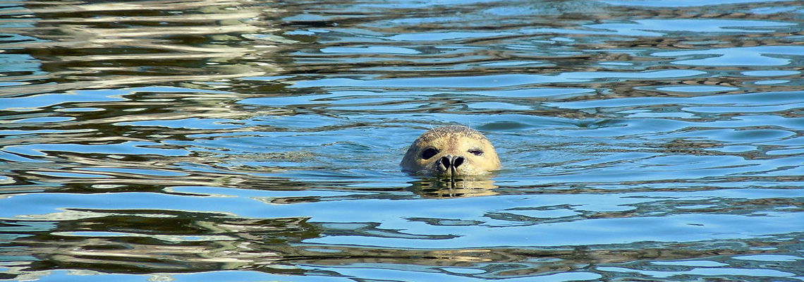 Seals in Guernsey