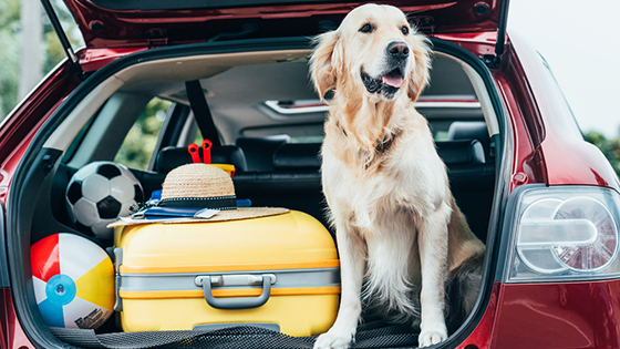 dog in car
