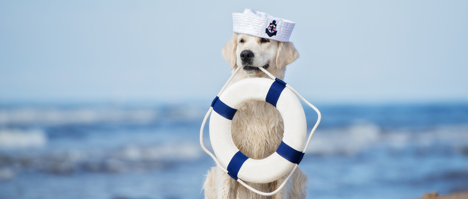 Dog on beach