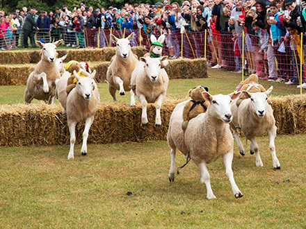 Sark Sheep Racing